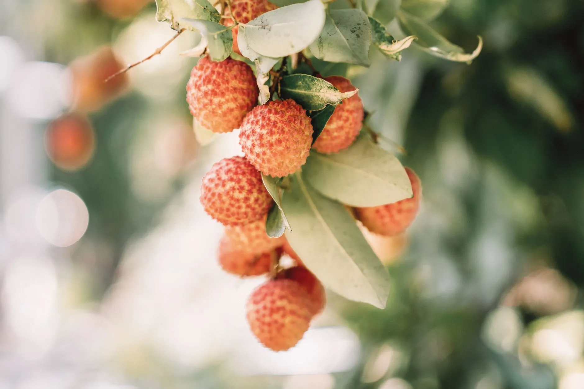 海口中小企业软件定制开发服务的选型要点与流程解析